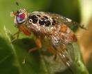 <b>Ceratitis capitata</b>