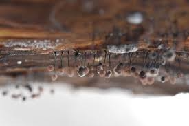 Attēlu rezultāti vaicājumam “Comatricha nigra macro”