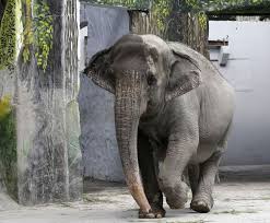 Image result for sad elephant