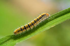 Attēlu rezultāti vaicājumam “Lasiocampa trifolii”