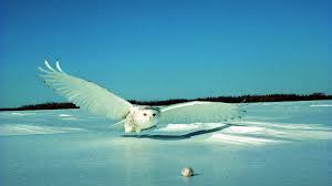 Image result for Bubo scandiacus