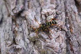 Attēlu rezultāti vaicājumam “Plagionotus detritus imago”