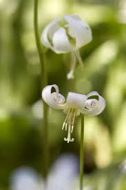 Attēlu rezultāti vaicājumam “Erythronium sibiricum flower”