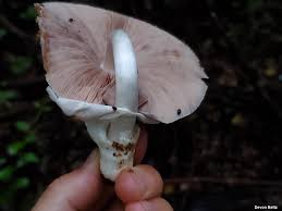 Attēlu rezultāti vaicājumam “Volvariella bombycina”