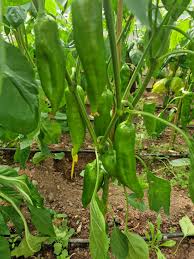 Afbeeldingsresultaat voor aconcagua sweet pepper