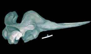 Image result for Hyperoodon ampullatus