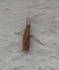 Attēlu rezultāti vaicājumam “Chaetopteryx villosa”