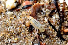 Attēlu rezultāti vaicājumam “Talitrus saltator”