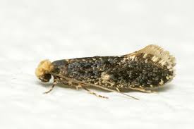 Attēlu rezultāti vaicājumam “Monopis weaverella”