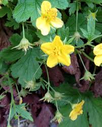 Attēlu rezultāti vaicājumam “Waldsteinia geoides”