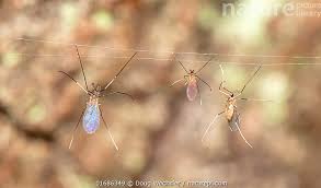 Attēlu rezultāti vaicājumam “Cecidomyiidae”