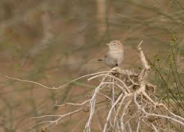 Image result for Sylvia nana