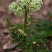 Attēlu rezultāti vaicājumam “Scorpidium cossonii”