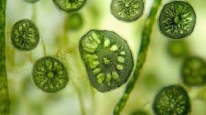 Attēlu rezultāti vaicājumam “Nostoc commune macro”