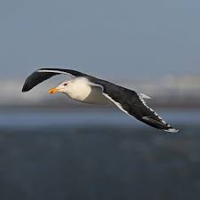 Attēlu rezultāti vaicājumam “Larus marinus”