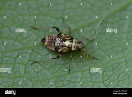 Attēlu rezultāti vaicājumam “Rhabdomiris striatellus”
