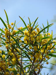 Attēlu rezultāti vaicājumam “Aphis confusa”