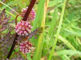 Attēlu rezultāti vaicājumam “Cuscuta europaea flower”