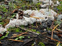 Attēlu rezultāti vaicājumam “Heterotrichia oerstedii (syn. Arcyria oerstedii) spores”