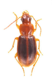 Attēlu rezultāti vaicājumam “Acupalpus flavicollis”