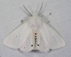 Attēlu rezultāti vaicājumam “Spilosoma sp.”