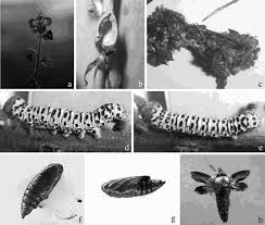 Attēlu rezultāti vaicājumam “Shargacucullia scrophulariae larva”