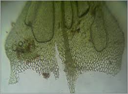 Attēlu rezultāti vaicājumam “Brachythecium rivulare”