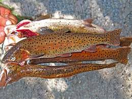Image result for Oncorhynchus clarkii