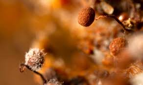 Attēlu rezultāti vaicājumam “Cribraria cancellata var. fusca spores”