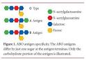 ABO Blood and Human Origins
