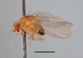 Attēlu rezultāti vaicājumam “Drosophila melanogaster”
