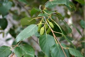 Attēlu rezultāti vaicājumam “Betula pubescens leaf”