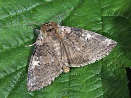 Attēlu rezultāti vaicājumam “Tethea or”