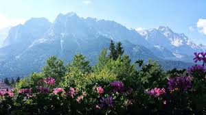 Image result for Steinbrech