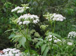 Attēlu rezultāti vaicājumam “Sium latifolium leaf”
