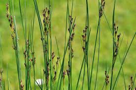 Attēlu rezultāti vaicājumam “Juncus gerardii bud”
