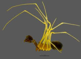 Attēlu rezultāti vaicājumam “Neottiura bimaculata female”