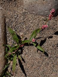 Attēlu rezultāti vaicājumam “Persicaria maculosa flower”