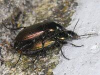 Attēlu rezultāti vaicājumam “Poecilus versicolor”