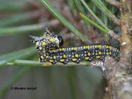 Attēlu rezultāti vaicājumam “Caenolyda reticulata”