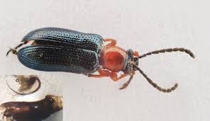 Attēlu rezultāti vaicājumam “Cystiphora sanguinea”