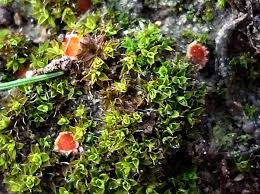 Attēlu rezultāti vaicājumam “Octosporella jungermanniarum”