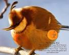 Witty Funny Angry Birds in Real Life A Sweet Imagination