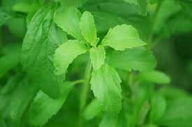 Image result for Stevia rebaudiana