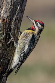 Image result for Sphyrapicus varius
