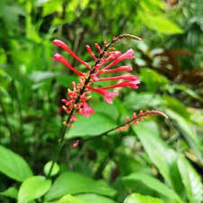 Attēlu rezultāti vaicājumam “Colloderma sp.”