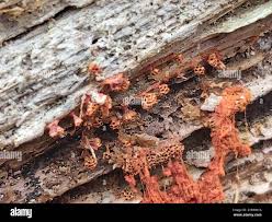 Attēlu rezultāti vaicājumam “Metatrichia vesparia”