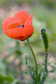 Attēlu rezultāti vaicājumam “Papaver argemone leaf”