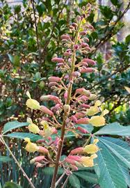 Attēlu rezultāti vaicājumam “Aesculus x hybrida flower”