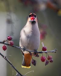 Attēlu rezultāti vaicājumam “Bombycilla garrulus adult”